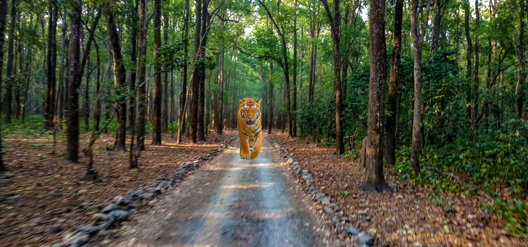 Jim Corbett National Park