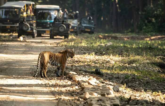 Wildlife Safari in Uttarakhand